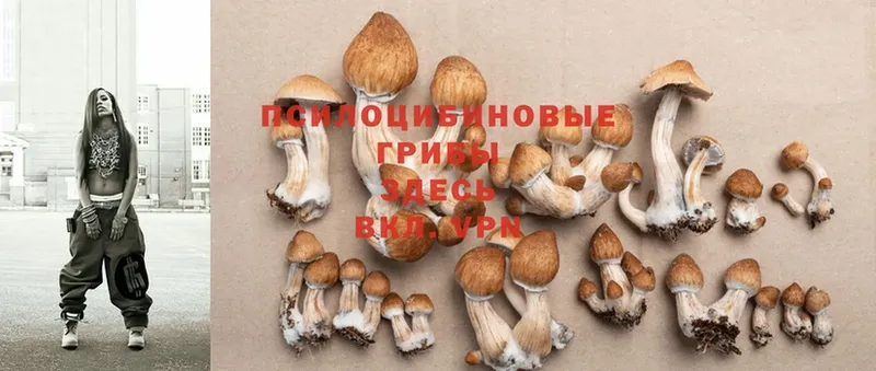 Псилоцибиновые грибы Magic Shrooms  продажа наркотиков  Каменка 